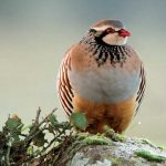 Alfonso Roldán, Fotógrafo de naturaleza
