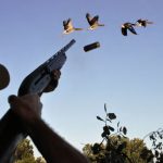 Ánsares en España. ¿Dónde y cómo cazarlos?
