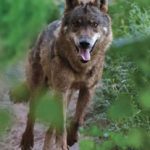 Ataques de lobo al ganado