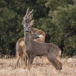 Jornada formativa sobre el conejo de monte y el corzo en Lugo