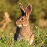 3 Claves para la recuperación del conejo de monte