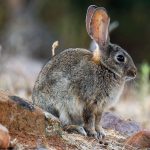 EL Conejo ¿Cómo recuperalo?