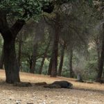 Invasión de Jabalíes en Madrid
