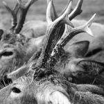 Concurso de fotografía de corzos y corzas abatidos de la ACE