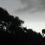 Los-4-antilopes-espiralados-del-cabo-prin