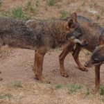 Lobos, un problema en constante expansión.