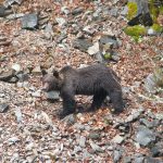 Más De 4.000 Cazadores Colaboran En La Recuperación Del Oso Pardo