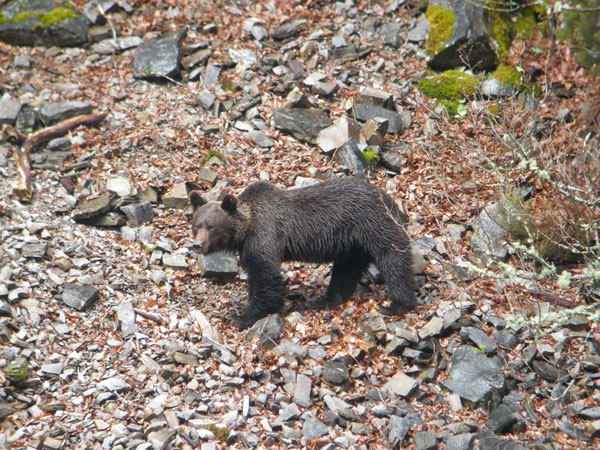 Más De 4.000 Cazadores Colaboran En La Recuperación Del Oso Pardo