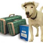 ADECACOVA denuncia las imposiciones de la Administración a los perros