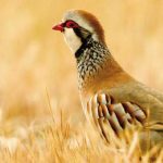 APEGA, un orgullo de ser cazador, una manera de sentir