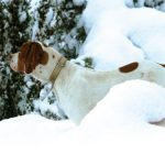 ¿Qué enfermedades sufren los perros de caza a causa del frío?