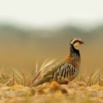 Proyecto semillas. El efecto de los plaguicidas agrícolas en la perdiz