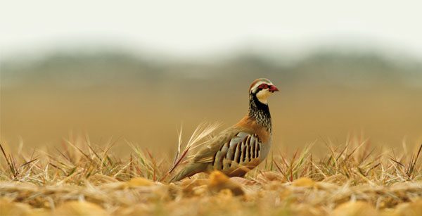 Proyecto semillas. El efecto de los plaguicidas agrícolas en la perdiz
