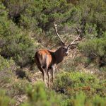 Red de Reservas Regionales de Caza de Castilla y León