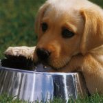 La alimentación del perro de caza