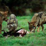 Propuesta de Ayudas Preventivas del Ataque del Lobo