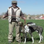 Galgos: Descontrol canino nacional