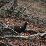 Los cazadores colaboran en la conservación del urogallo