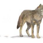 rastros-lobos-principal