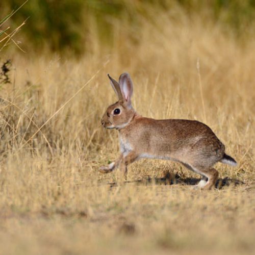 ¿Es posible recuperar el conejo en un coto sin repoblar?