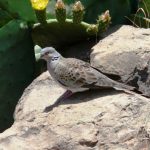 UNAC no colaborará con SEOBirdLife