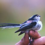 La ONC pide a los cazadores, que le remitan las anillas de aves