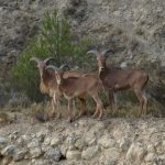 ¿Es el fin para las especies afectadas por la sentencia del Supremo?
