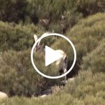 desafio-mauser-trailer