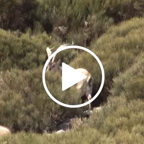 desafio-mauser-trailer