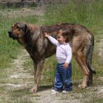 tamano-perros1-destacada