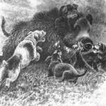ilustracion-agarre-cochino-lalanda-destacada