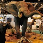 cinegetica-elefante
