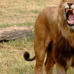 cites-leon