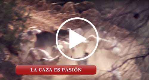 spot-noviembre