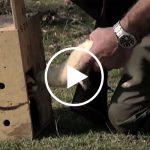 videos-caza-de-conejos-con-huron