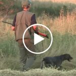 videos-media-veda-con-perros-muestra