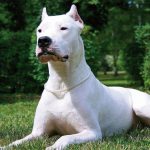 dogo-argentino-aer