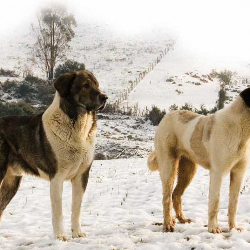 Perros Asilvestrados, enemigos de la caza