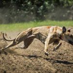 onc-galgos