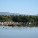aves-y-habitats