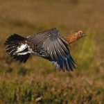 grouse-principal