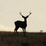 siete mentiras ecologistas