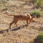 animales-de-compania