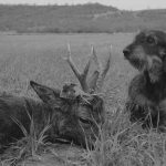 Aspectos-Legales-Corzo