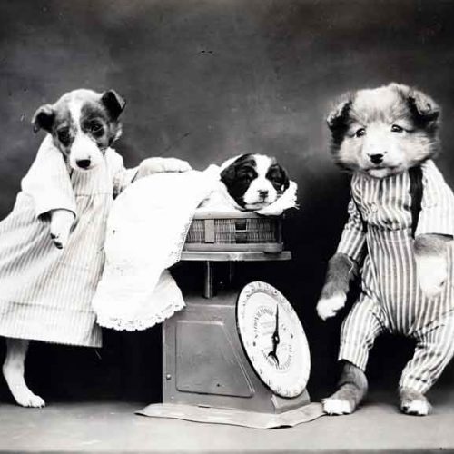 Perros, hombres y tontos