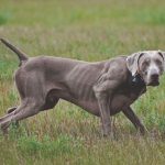 perros de caza Braco-de-Weimar_prin