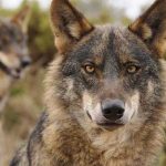 Fundacion-artemisan-lobos