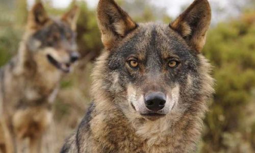 La Fundación Artemisan defiende el sistema actual de gestión del lobo