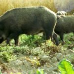 La-FCCV-batidas-de-jabalí