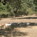 Rehala-en-campo